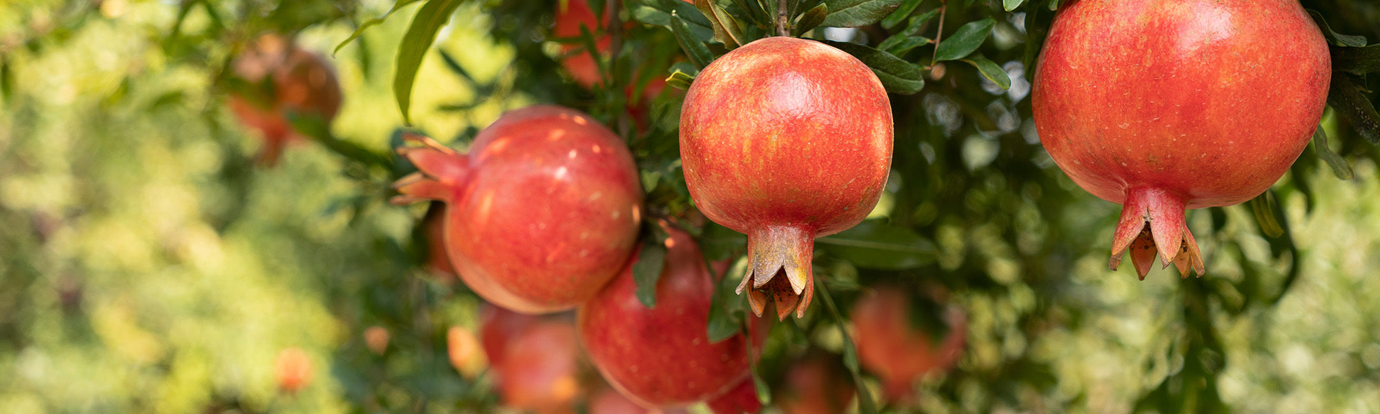 The Healing Power of Ancient Foods