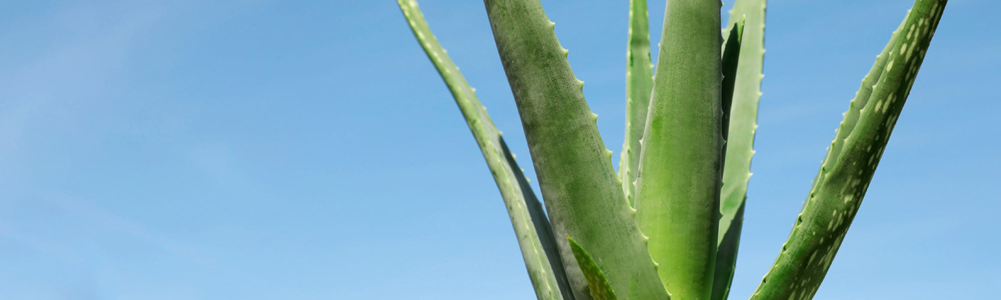 Aloe Vera Explored: From Nutrient Powerhouse to Health Elixir