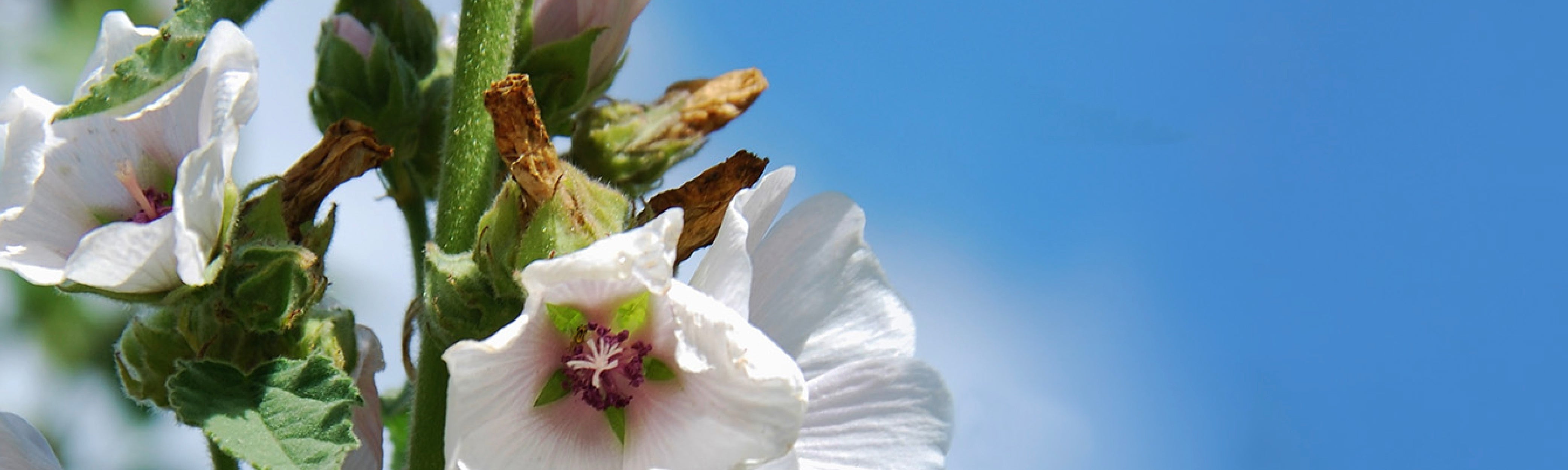 Exploring the Therapeutic Powers of Marshmallow Root