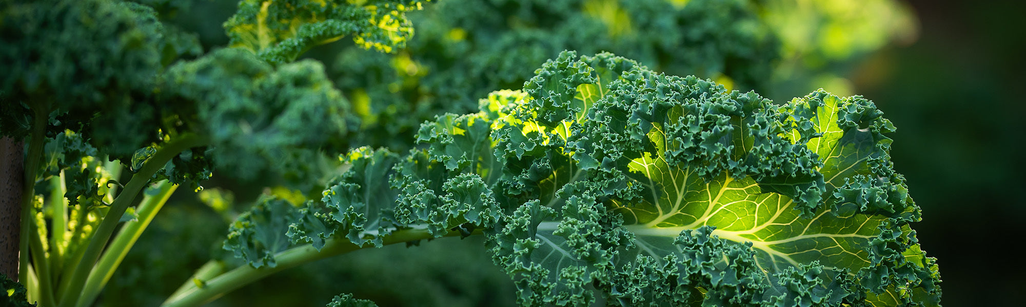How Nutrition Can Help You Stress Less